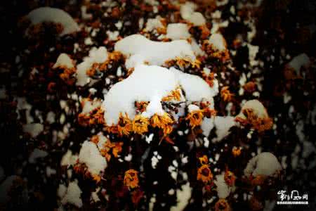 冬来，雪落为念