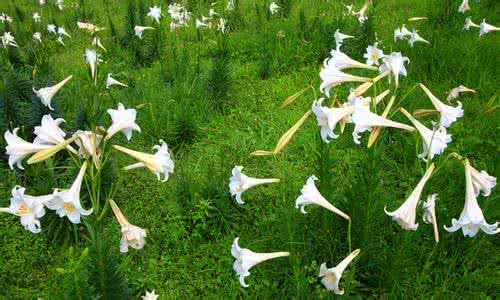 救命必看 经常出野外的必看:哪些植物能救命?