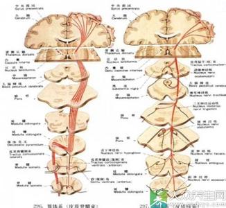 中枢神经损伤症状 中枢神经损伤的治疗方法