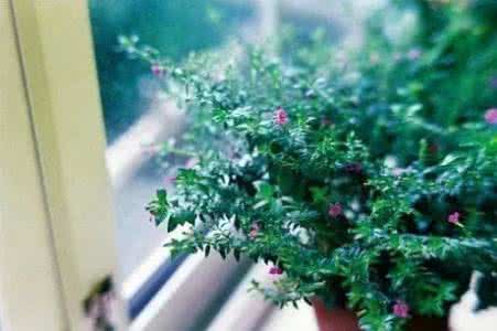 守住一颗宁静的心 早安心语160106：守住宁静，让一切归于心境