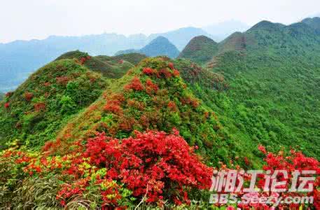 争奇斗艳 争奇斗艳的意思是什么 沙湾万亩映山红争奇斗艳 游客爬坡赏山间美景