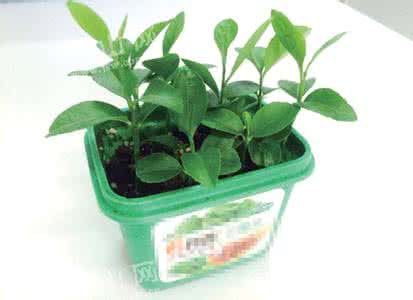 盆栽柠檬的养殖方法 超萌的柠檬盆栽DIY