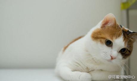 猫咪揣手 猫咪揣手表示什么？