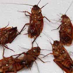 蟑螂会吃水果吗 蟑螂会水吗？