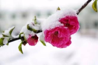 梦里不知相思苦 桃源拾韵//解我相思长梦苦 故来夜半醉缠绵