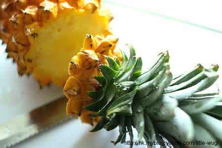 种菠萝头能长出菠萝吗 栽种菠萝