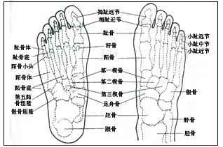 女性足部反射区图解 实用足部反射区图解 (3)：