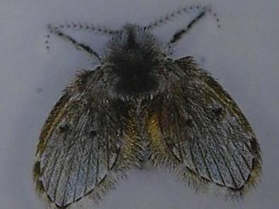 常见抗病毒药物 厕所里常见一物竟会传染病毒