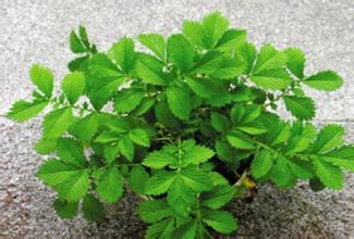 仙鹤草跟什么东西相克 仙鹤草什么时候喝好 仙鹤草是什么东西