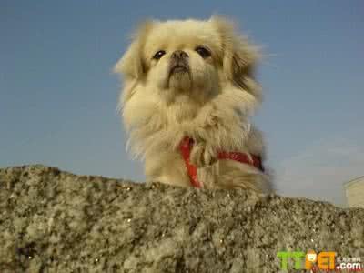 狗狗球虫病症状 球虫 狗狗感染球虫有何症状?狗狗得球虫病怎么办?