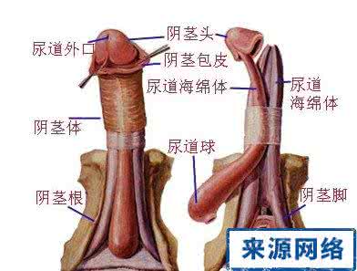 如何判断心脏是否健康 如何判断小弟弟是否健康