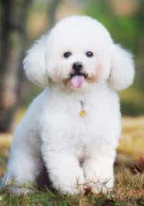 贵宾犬怎么训练大小便 贵宾犬怎么养