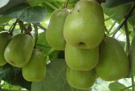 减肥果有效果吗 减肥果效果好吗