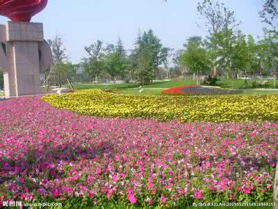 草花养护方案 草花养护方案 【草花的养护】草花怎么养