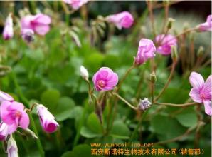 含羞草的资料 关于含羞草的资料 请分析以下材料,填出对应的字母:A、含羞草B、睡莲C、斑马D、蘑菇E、小鸡F、阳光G、山H、珊瑚礁I