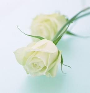 白玫瑰代表什么花语 白玫瑰花语 白玫瑰代表什么意思