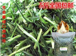 荷兰猪吃大麦草 荷兰猪可以吃大麦草吗？