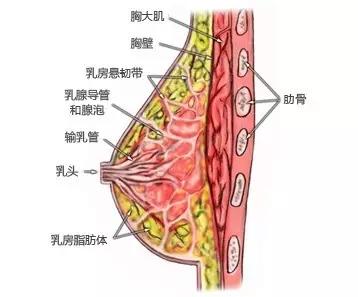 乳房肿块是乳腺癌吗 乳房肿块并非都是癌 9症状自我区分良恶性