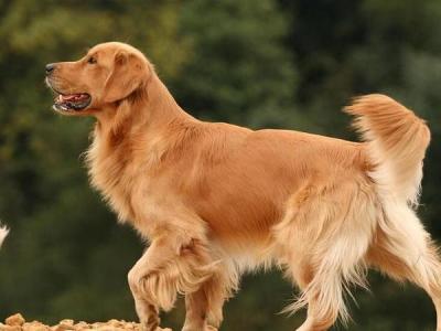 拉布拉多犬 金毛犬 拉布拉多犬和金毛 拉布拉多犬和金毛犬哪个好