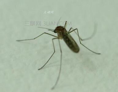 蚊子会传染艾滋病吗 蚊子会传染艾滋病吗 蚊子会传染什么疾病