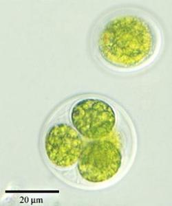 小球藻的骗局 小球藻