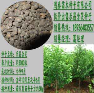 土元的药用价值 土元养殖药用 灯台树的养殖注意事项和药用价值体现