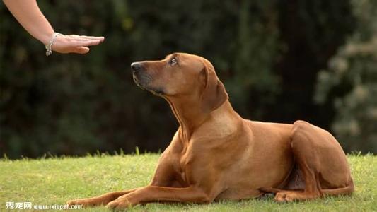 如何训练幼犬大小便 对幼犬进行训练的理想时期