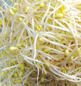 无根豆芽 无根豆芽 无根豆芽赢了 别把食品安全的根丢了