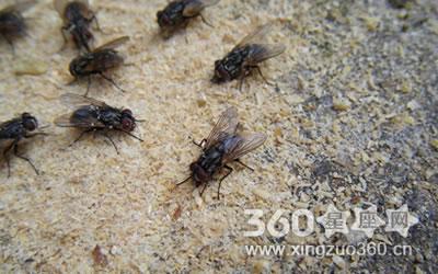 梦见打死很多苍蝇 梦见很多死苍蝇 梦见很多苍蝇_梦见很多死苍蝇