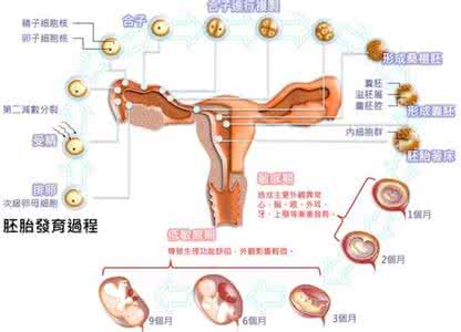 怀孕人流手术的过程 怀孕6周做人流手术过程有哪几步