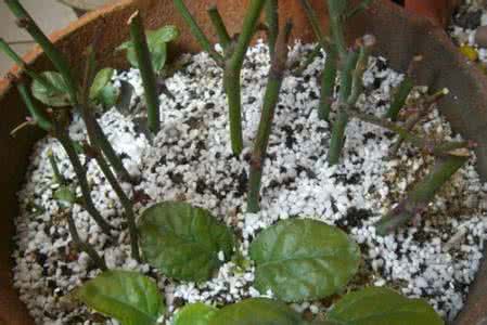 大丽花的扦插视频 如何扦插繁殖大丽花