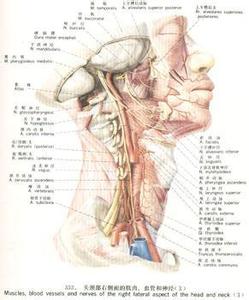 颈动脉窦位置 颈动脉窦位置 教大家识别颈动脉窦