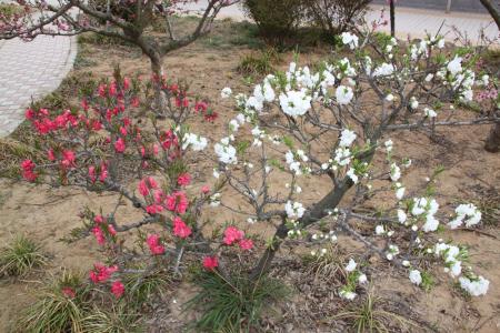 花草树木是怎样过冬的 花草树木怎样过冬 花草树木怎样过冬，怎么让花草树木过冬（图）
