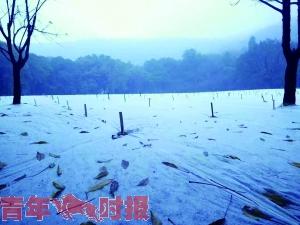 太子湾公园 广州为什么下雪了 昨天凌晨下雪了?太子湾公园遍地雪白!