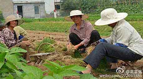 小伙子蔬菜店 农村小伙子从别人家要来几根菜头,竟然种出来吃不完的木耳菜