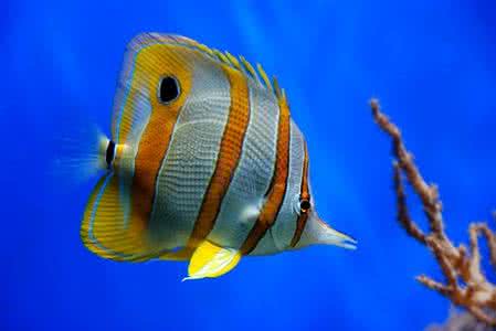 海洋生物论文 海洋生物 海洋生物论文