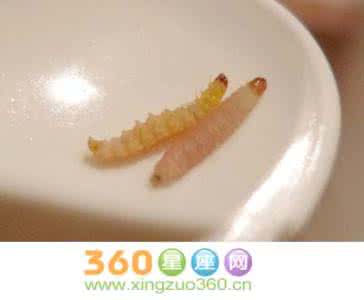 梦到蛆 梦到蛆 梦到蛆
