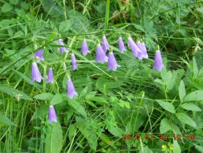 散文诗集 写花的 洪烛诗集《百花：100首写花的诗》