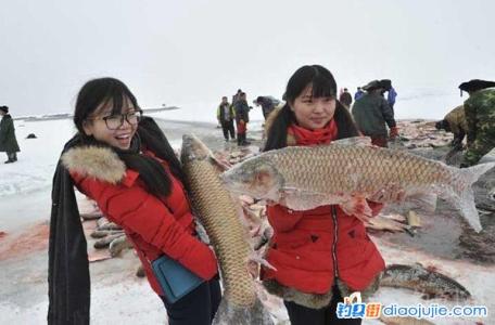 新疆博斯腾湖 博斯腾湖 2015年新疆博斯腾湖捕鱼活动头一网捕获15吨