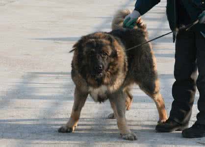 高加索犬价格 高加索犬 高加索犬价格