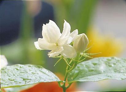 夏力薪太阳花丝袜 茉莉花、太阳花、玫瑰花哪一朵花最没力?