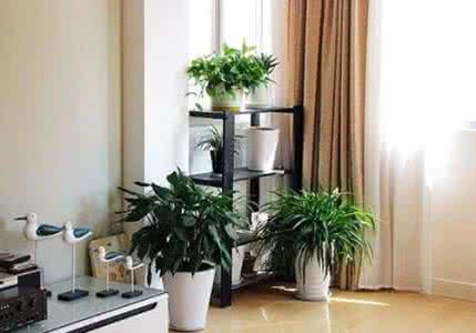 客厅植物摆放风水 客厅植物摆放风水常识