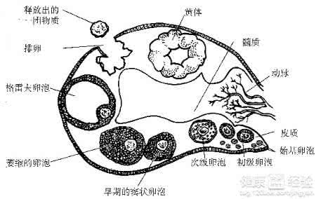 黑豆促卵泡的副作用 黑豆会导致卵泡发育吗 水果的催熟剂会导致孩子提前发育？