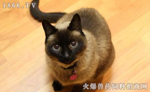 暹罗猫价格多少钱一只 暹罗猫多钱 暹罗猫价格