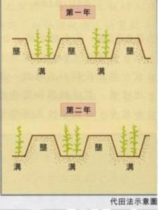青蛙特点和作用是什么 代田法的特点是什么?使用代田法有什么作用