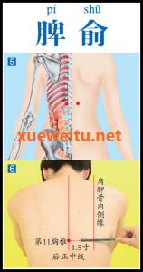 脾脏 脾俞穴：脾脏散热除湿之要穴