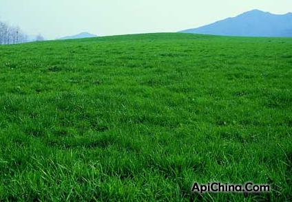 果岭草草坪价格 果岭草草坪价格 2014年果岭草价格是多少