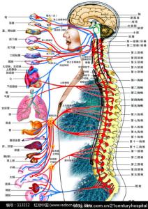 腰椎是人体的支柱，应避免8个坏习惯（图解）