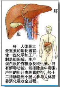 女人五脏六腑高清图片 让五脏长寿 人就会长寿