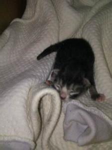 小猫咪 帮助新生小猫咪排泄的方法